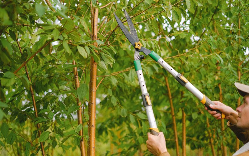 Tree trimming in Hebo, OR